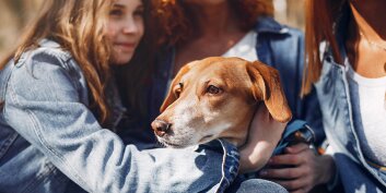 Faut-il protéger nos animaux contre les rayons vifs du soleil ?