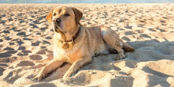 Votre animal de compagnie peut souffrir de coups de soleil