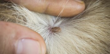Tout sur les tiques chez les animaux de compagnie