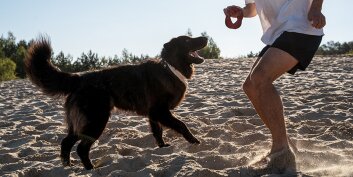 Coach pour animaux