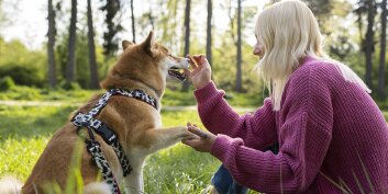 Le surpoids chez les animaux de compagnie
