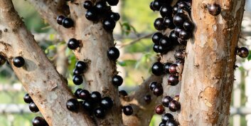 Le Jabuticaba : un superfruit aux multiples bienfaits