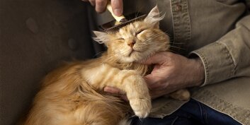 Nos astuces pour prendre soin de votre animal de compagnie au quotidien