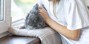 NAC : comment prendre soin de votre nouvel animal de compagnie ?