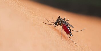 Moustique tigre : comment le reconnaître et se protéger efficacement ?