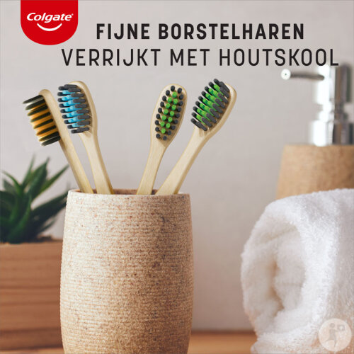 bananenpflanze klein Musa Velutina Pflanze (rosafarbene Zwergbanane) | Bananenpflanze kaufen main image 0