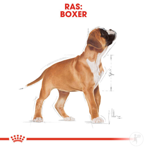 Royal Canin Breed Health Nutrition Boxer Puppy 12kg-6