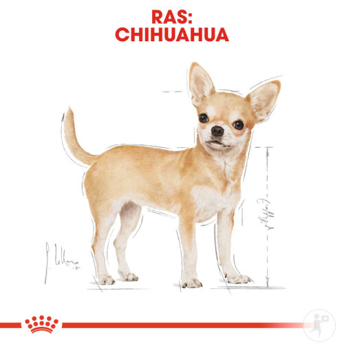 Royal Canin Breed Health Nutrition Hund Chihuahua Adult Trockenfutter 3kg-3