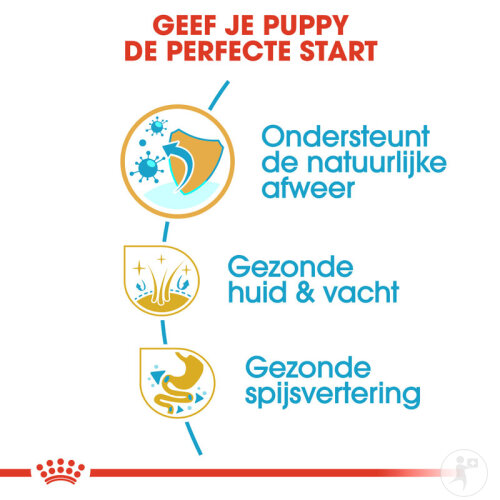 Royal Canin Breed Health Nutrition Junior Golden Retriever 12kg-5