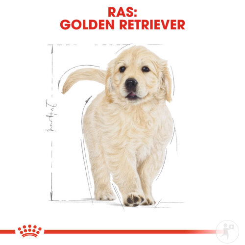 Royal Canin Breed Health Nutrition Junior Golden Retriever 12kg-6