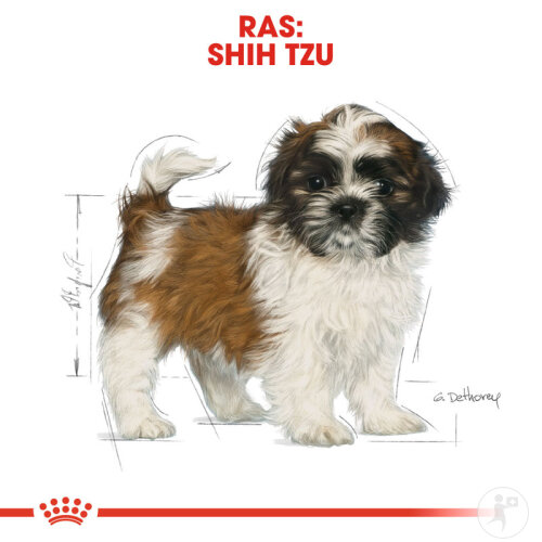 Royal Canin Breed Health Nutrition Shih Tzu Puppy 1,5kg-6
