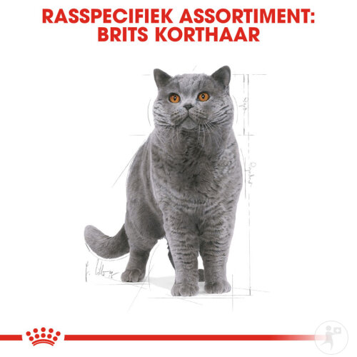 Royal Canin Feline Breed Nutrition Katze British Shorthair Adult Trockenfutter 10kg-3