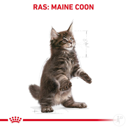 Royal Canin Feline Breed Nutrition Katze Maine Coon Kitten Trockenfutter 4kg-6
