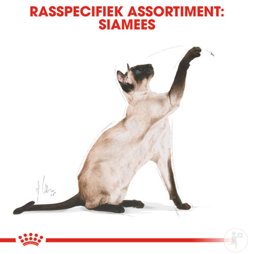 Royal Canin Feline Breed Nutrition Siamese Adult 38 Ab 12 Monate Beutel 10kg-3