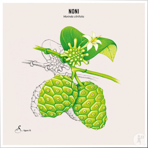 Sekoya Noni Energiesystem 90 Kapseln-3