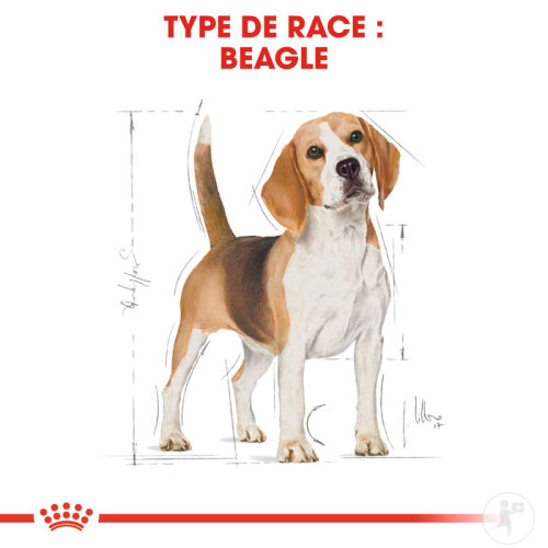 Royal Canin Breed Health Nutrition Adult Beagle Chien 12kg-5