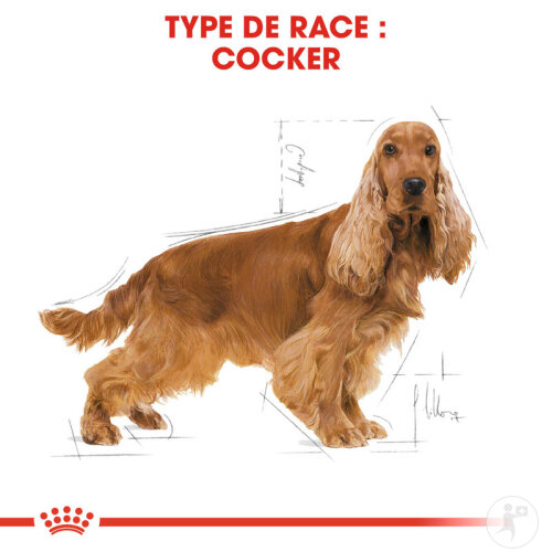 Royal Canin Breed Health Nutrition Adult Cocker 12kg-4