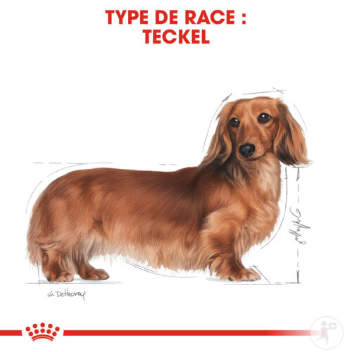 Royal Canin Breed Health Nutrition Adult Race Teckel 7,5kg-4