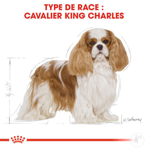 Royal Canin Breed Health Nutrition Cavalier King 1,5kg-3
