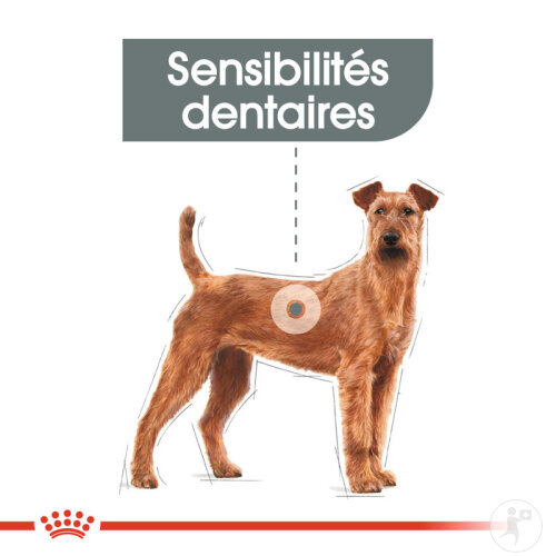 Royal Canin Canine Care Nutrition Medium Dental Care 10kg-3