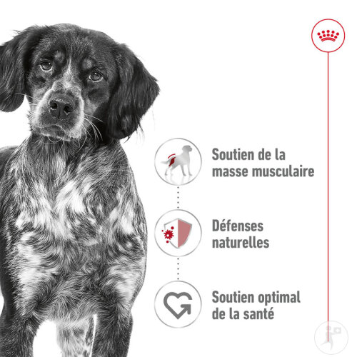 Royal Canin Size Health Nutrition Medium Adult 10x140g-4